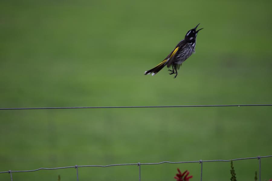 Honeyeater new holland-0379.JPG